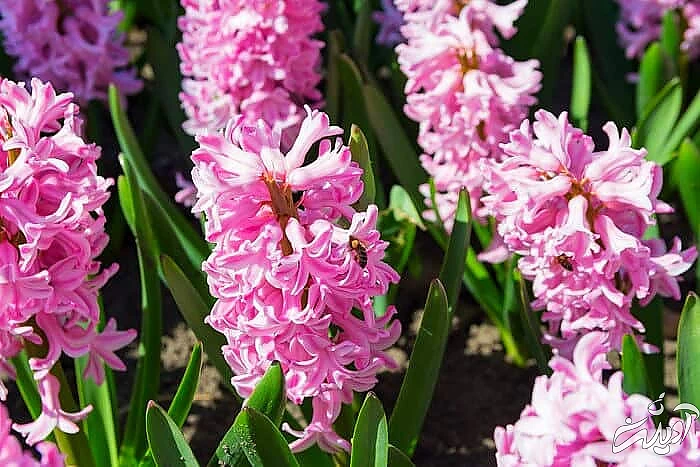 نور برای سنبل